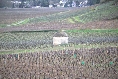Vineyards in Savigny-les-Beaune